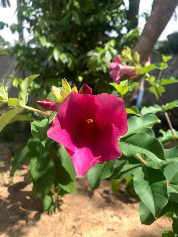 הוילה פורטו סגורו Quintal De Barros